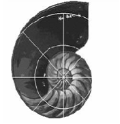 쳲����������У�Fibonacci Sequence��