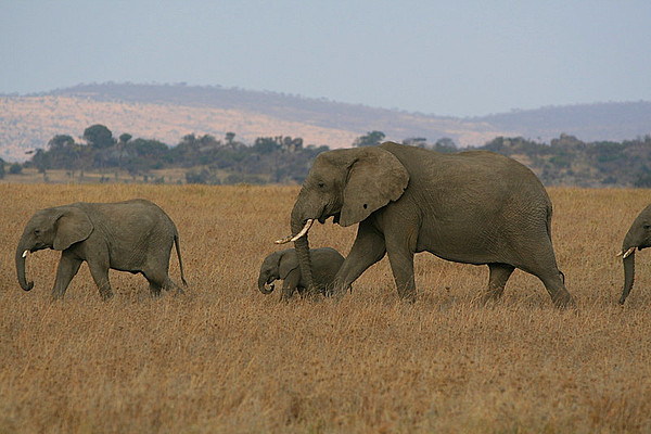 ��������ʦ�ķܶ�ʷ��ʮһ������С��������Ⱥ�Ӷ���