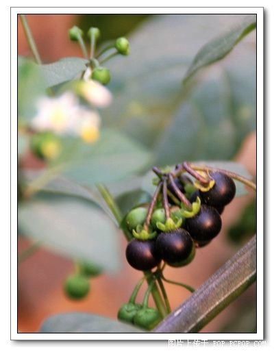 ������ʳ�ܻ�