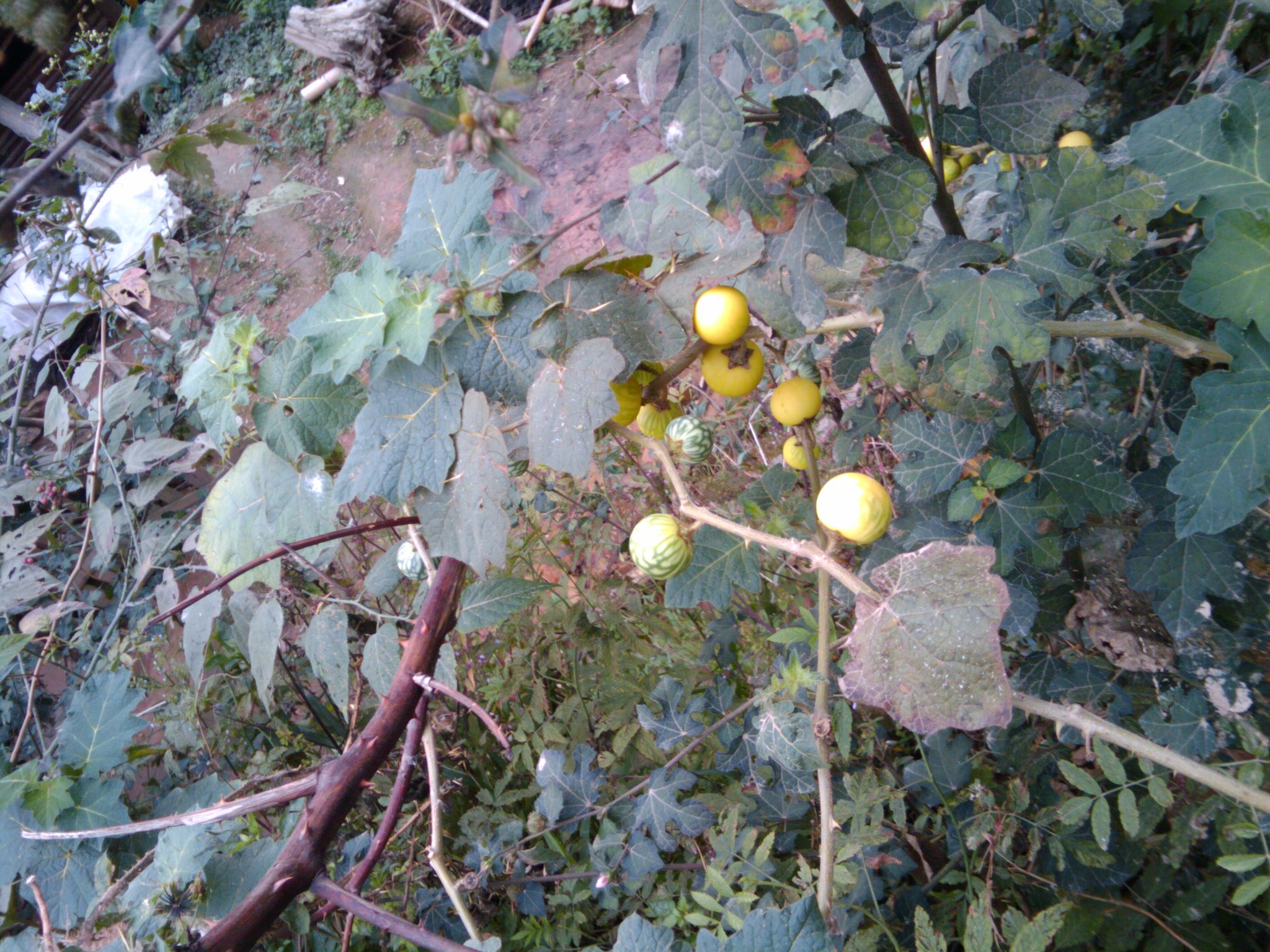 ǭ�������嶱�������ݣ���Զ�����ˣ��ɳ��С�ƣ�С�߿ף��Ʋ�-֮�ɳ