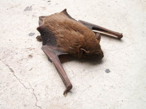 O'Reilly�����顶ѧϰ�������ʽ��֮��Ƥ���