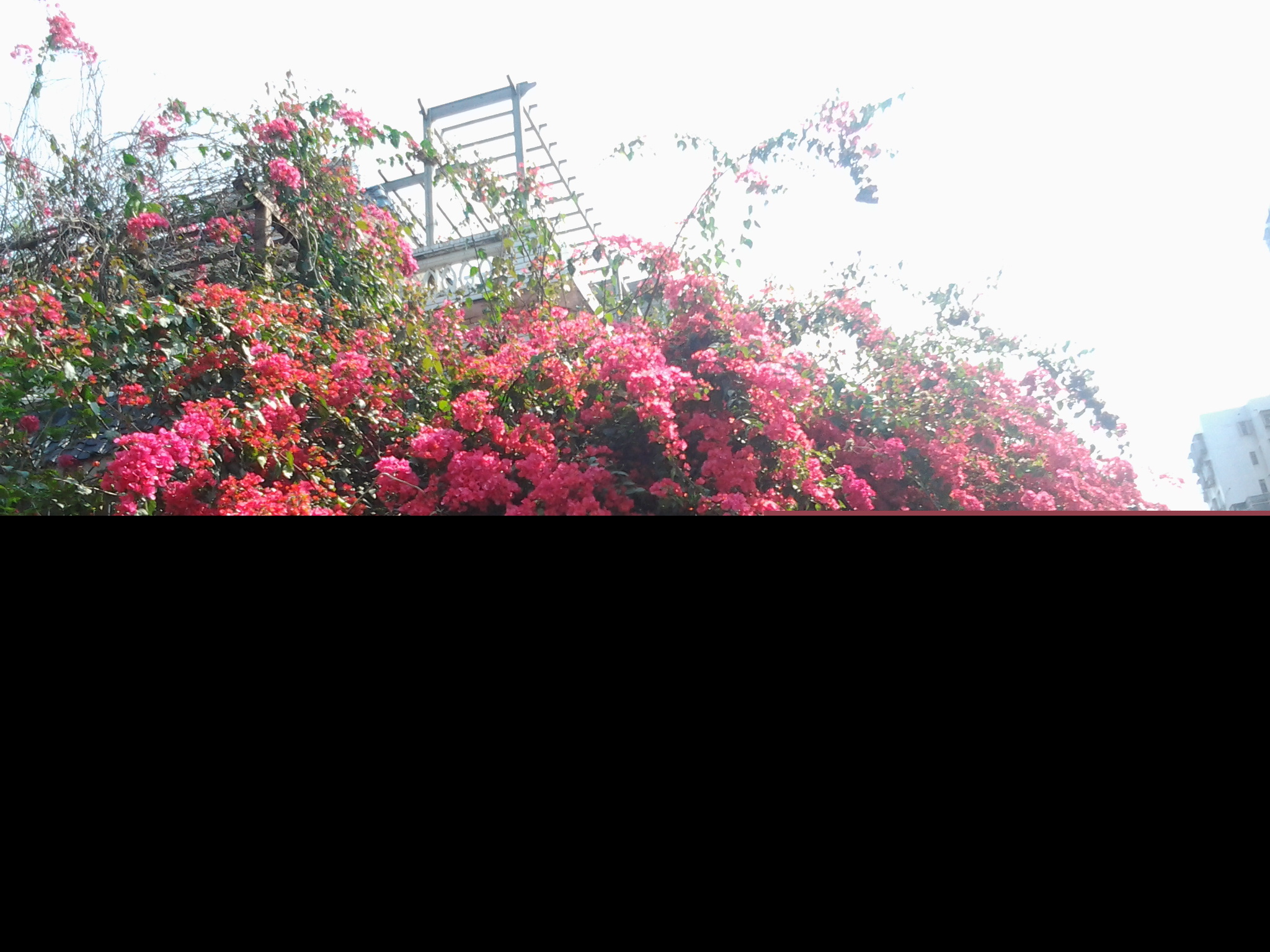 ԴԴ��ǧ�׵�ľ�޻���׳�ۣ�������������۹⣬��ӭ����