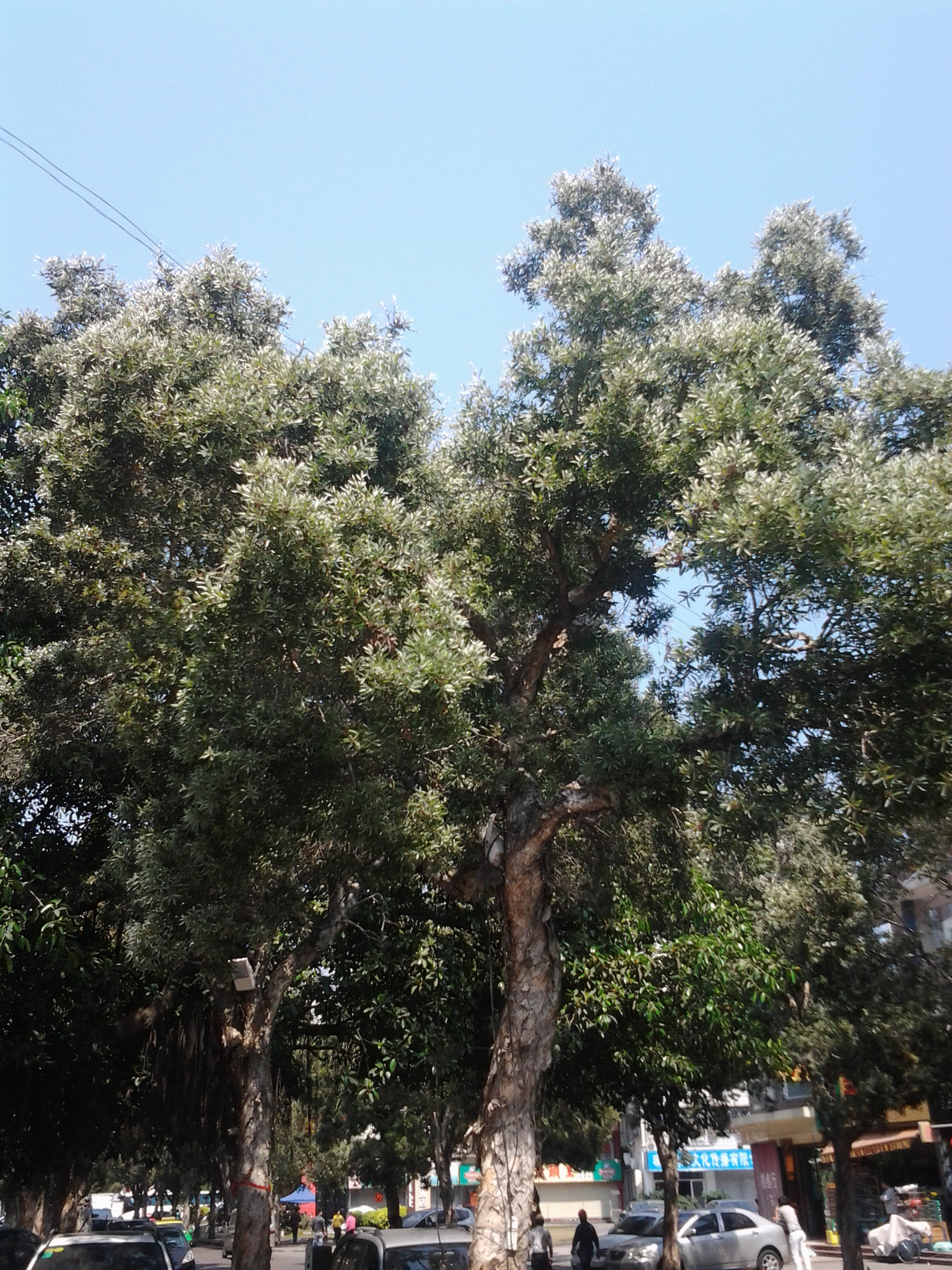 ԴԴ��ǧ�׵�ľ�޻���׳�ۣ�������������۹⣬��ӭ����