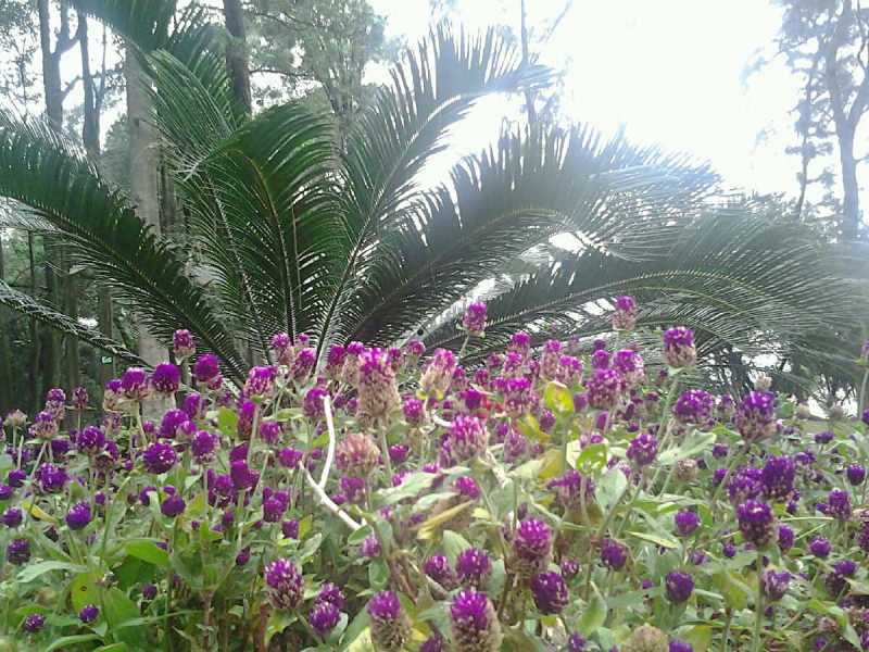 ԴԴ��ǧ�׵�ľ�޻���׳�ۣ�������������۹⣬��ӭ����