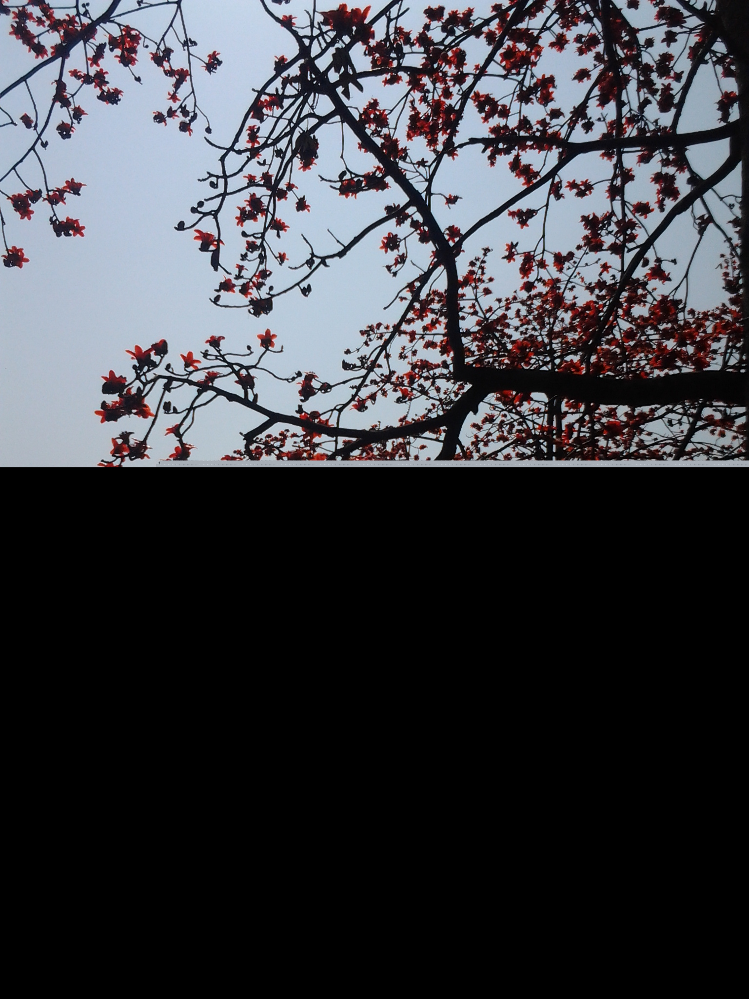 �麣�еĴ���ٻ�ʢ��������Ư����ӭ����