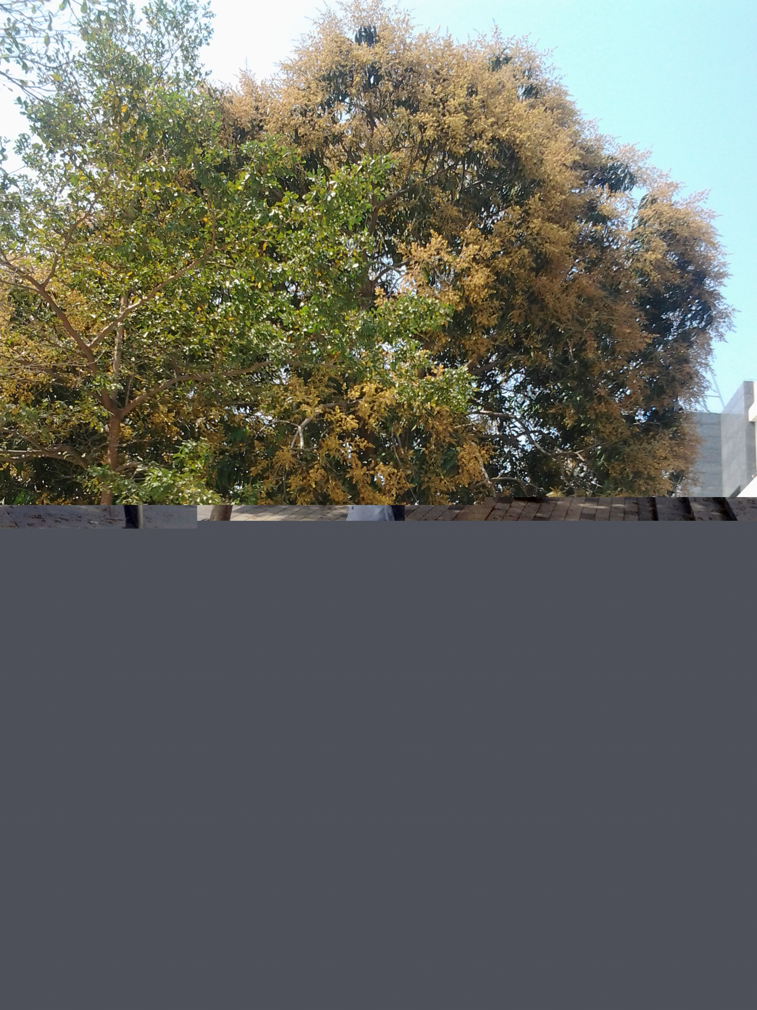 �麣�еĴ���ٻ�ʢ��������Ư����ӭ����