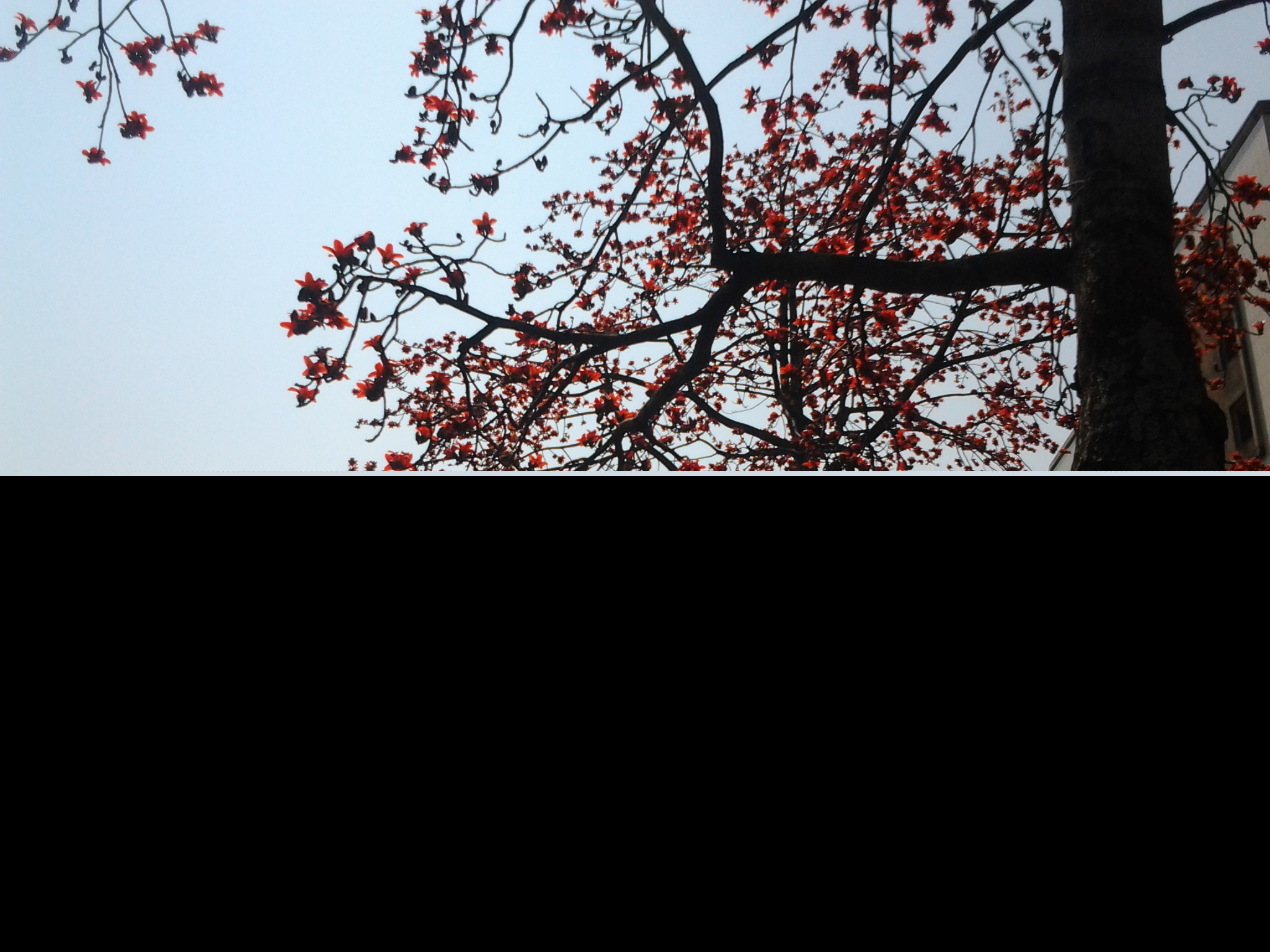 �麣�еĴ���ٻ�ʢ��������Ư����ӭ����