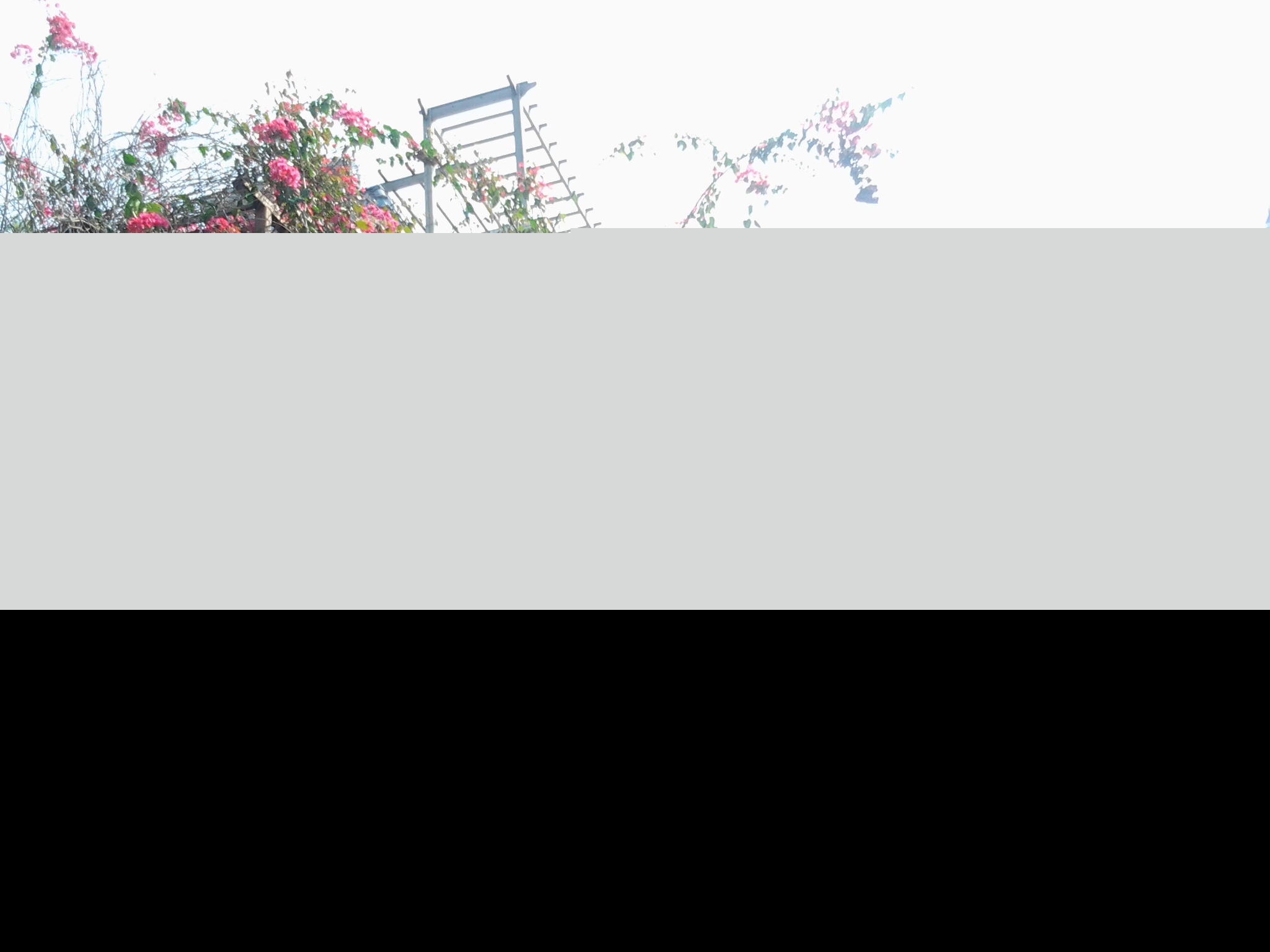 �麣�еĴ���ٻ�ʢ��������Ư����ӭ����