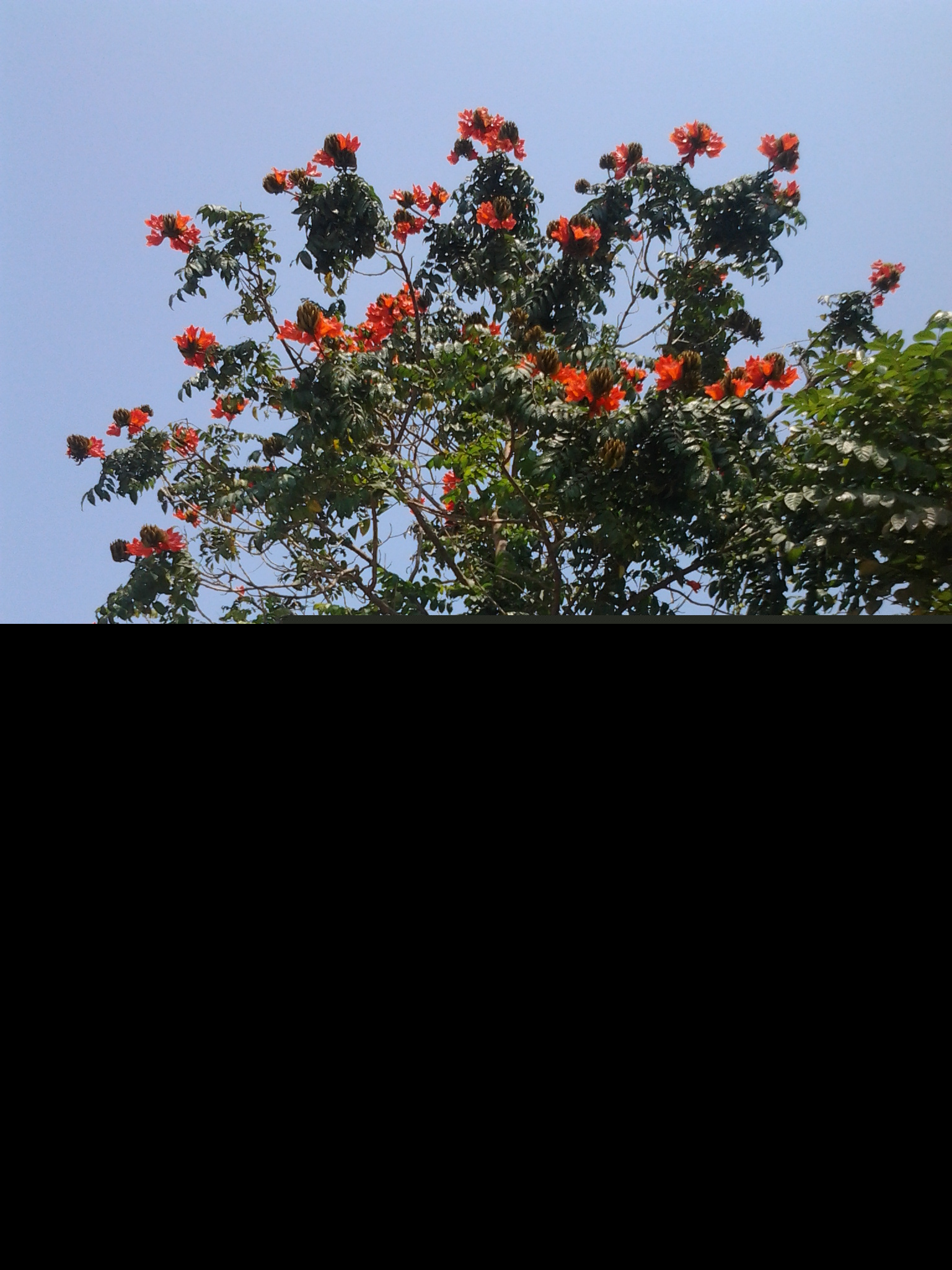 �麣�еĴ���ٻ�ʢ��������Ư����ӭ����