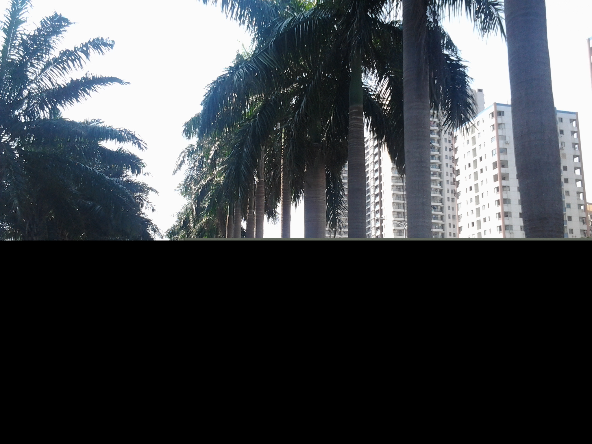 �麣�еĴ���ٻ�ʢ��������Ư����ӭ����