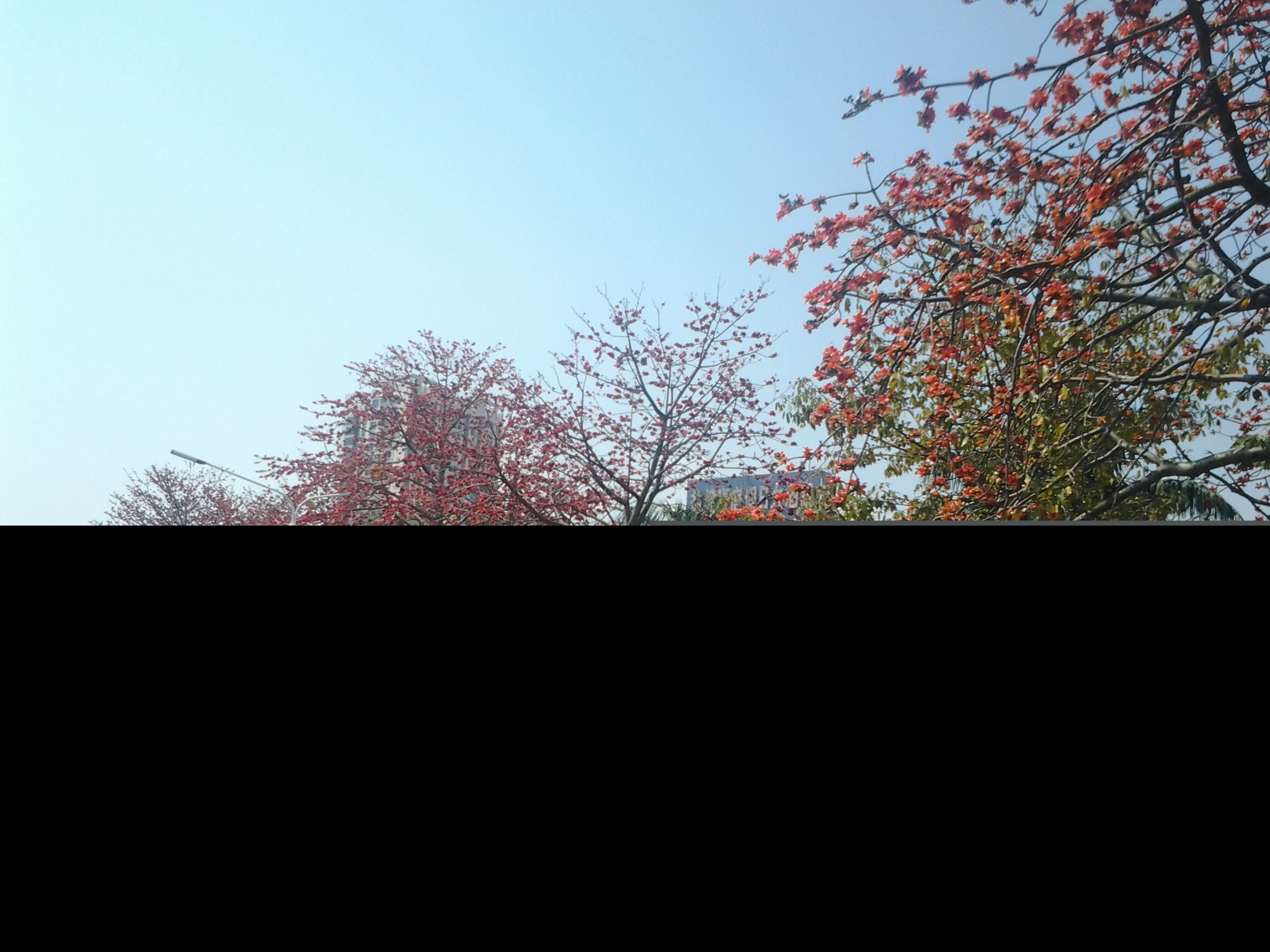 �麣�еĴ���ٻ�ʢ��������Ư����ӭ����