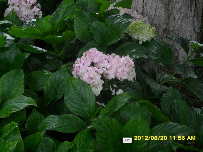 �������ߣ�����20�գ�