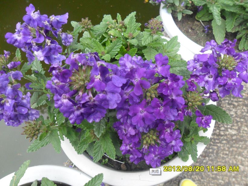 �������ߣ�����20�գ�