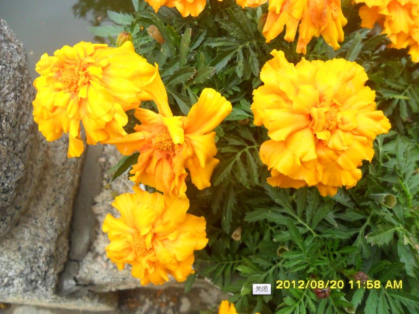 �������ߣ�����20�գ�