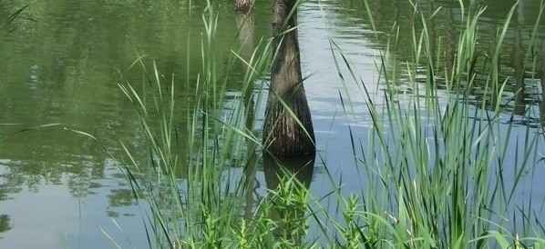 git����-�޳��ļ�