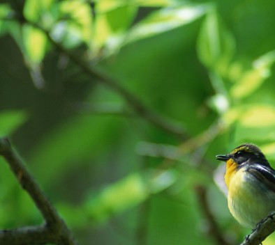 liferay sdk ����