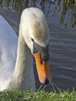 git server�ｨ[test only]