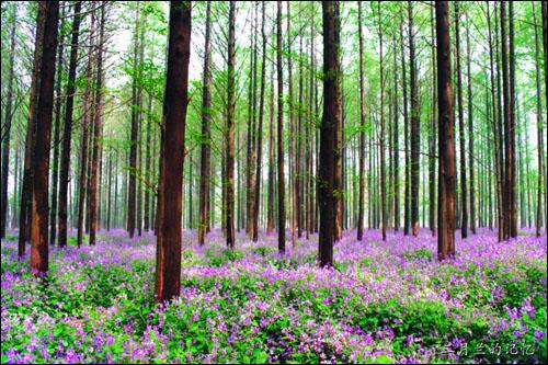 HDU  4750  Count The Pairs �����鼯+2�֣�